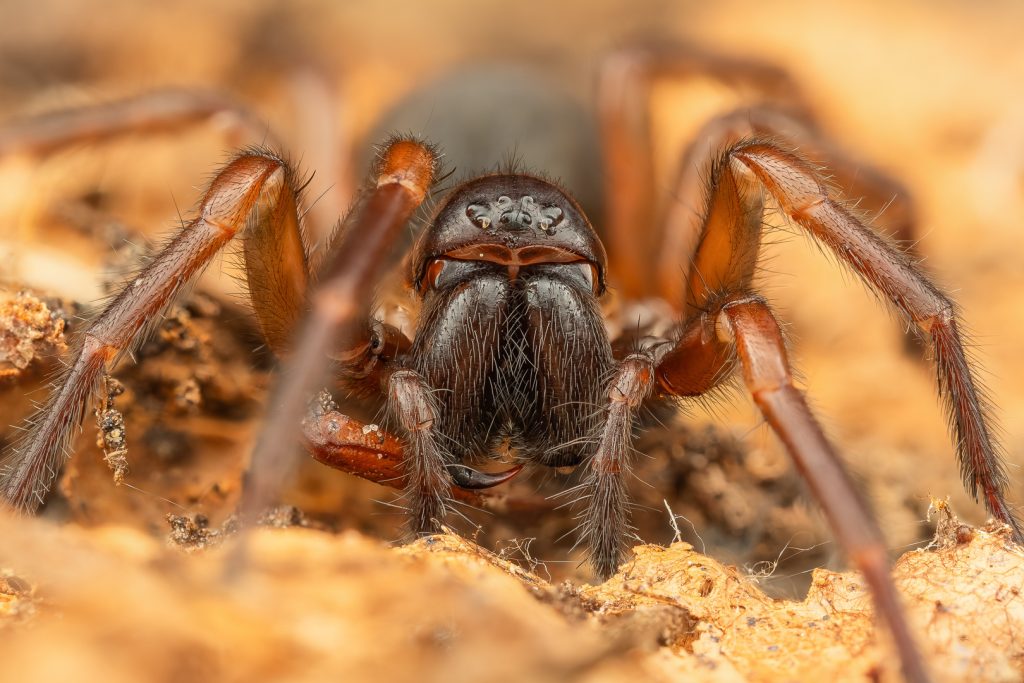 Punčoškář zemní (Coelotes terrestris)